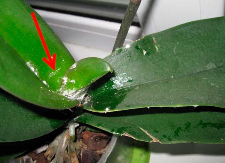 Как бороться с тлей на орхидее: эффективные методы борьбы с вредителем
