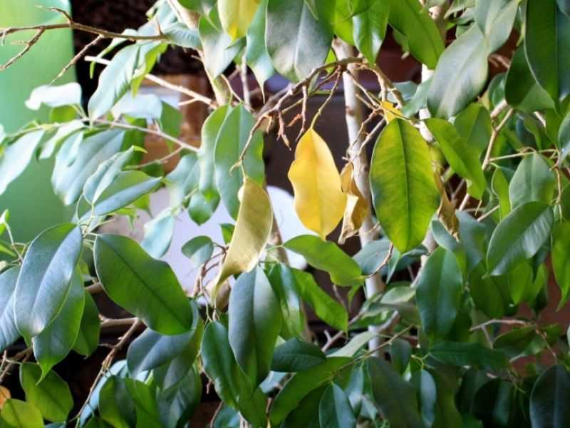 Почему у фикуса желтеют и опадают листья. что делать?
