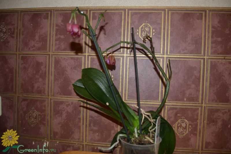 Как спасти орхидею: без корней и листьев, если отвалились все, стали вялыми или есть только один, можно ли реанимировать цветок в домашних условиях без точки роста?