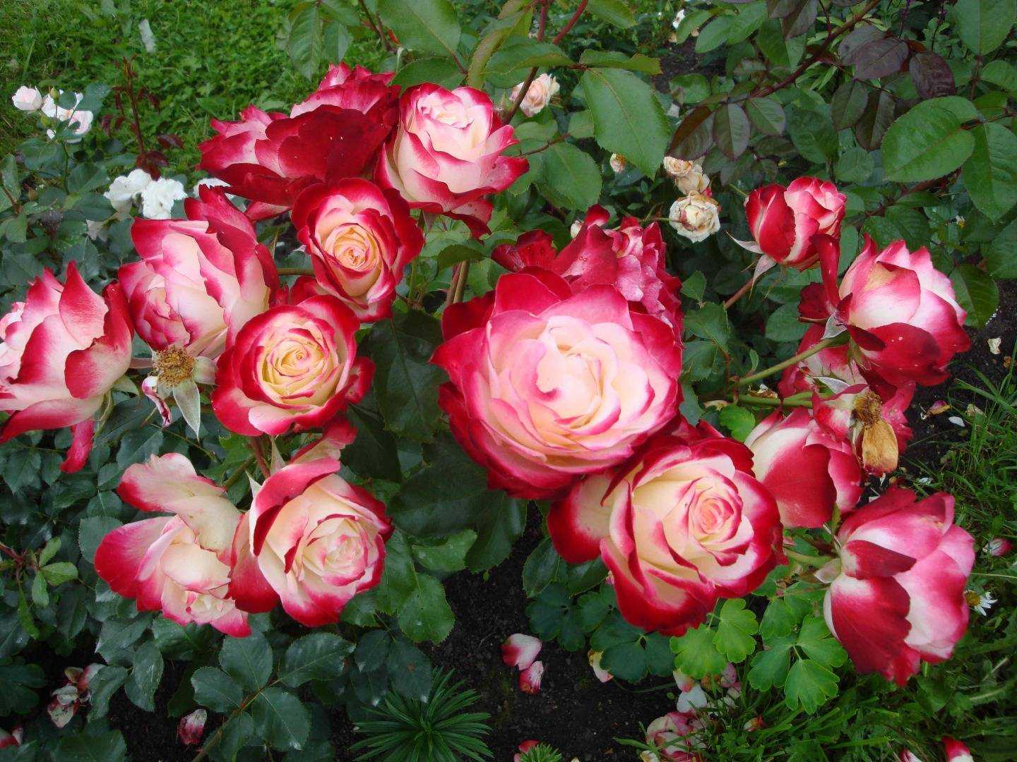 Флорибунда и чайно-гибридная роза — чем они отличаются