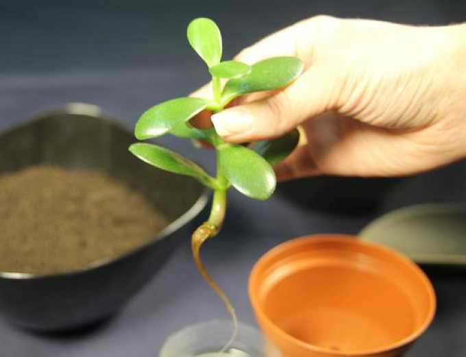 Как размножить денежное дерево в домашних условиях, размножение толстянки черенками или листьями и как рассадить семенами