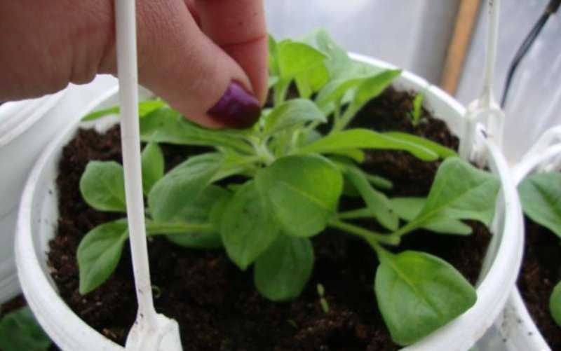 Петунии: правильное прищипывание, уход и выращивание кустистых растений