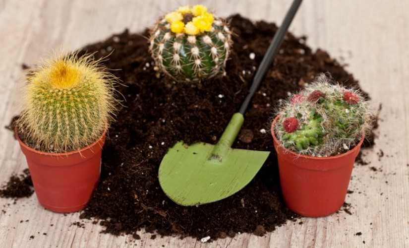 Как пересадить кактус в другой горшок в домашних условиях, чтобы не уколоться: пошаговая инструкция