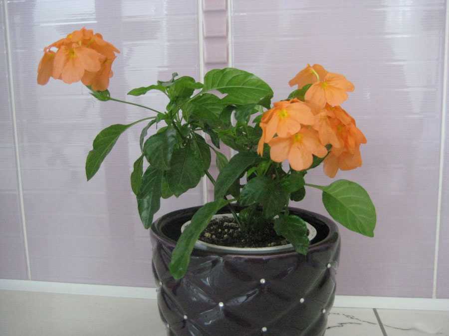 Кроссандра (crossandra) – комнатный цветок