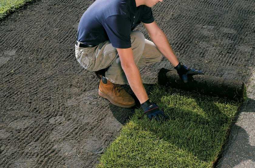 Как сделать газон своими руками: особенности укладки (51 фото): какую траву для ландшафтного дизайна посадить на даче своими руками