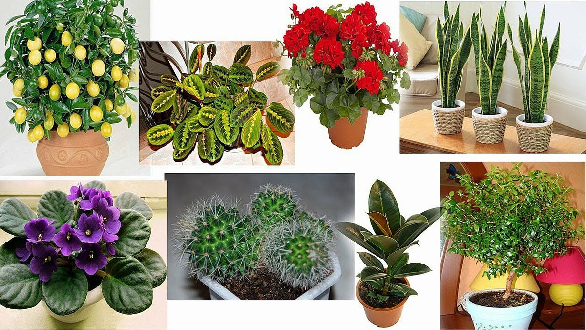 Цветы в доме: какие должны быть, приметы и суеверия, растения для домашнего благополучия