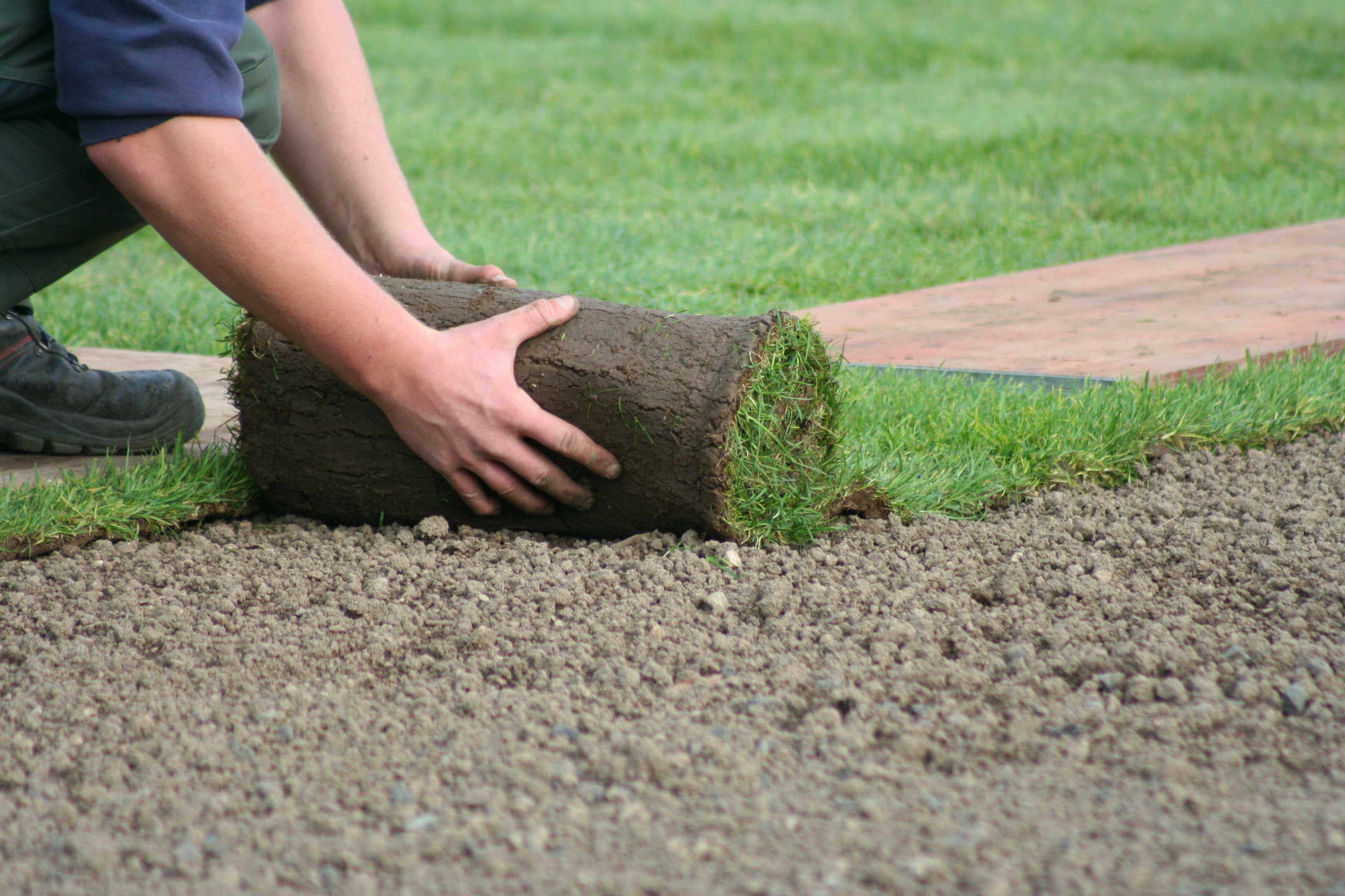 Как правильно посадить газон и посеять траву своими руками