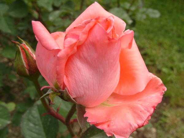 Чайно-гибридные розы: фото, посадка, уход и особенности выращивания
