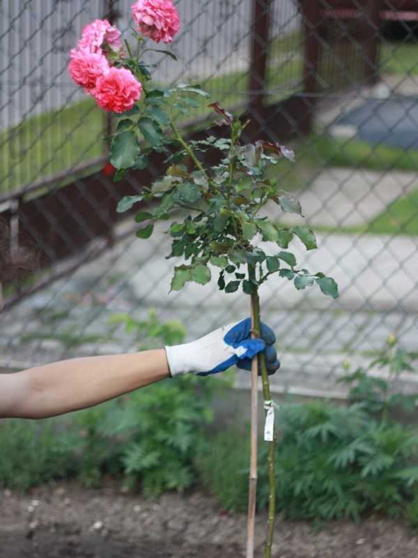Штамбовая роза: выращивание и уход