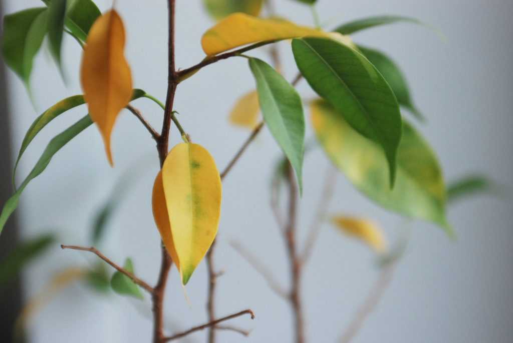 6 основных причин, почему у фикуса могут пожелтеть листья
