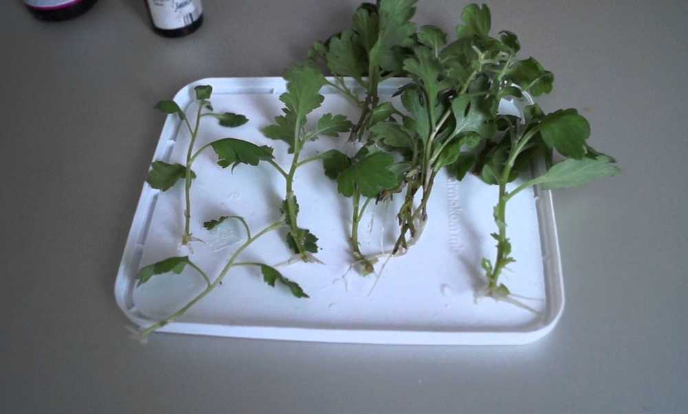 Хризантема комнатная - уход в домашних условиях, размножение и пересадка