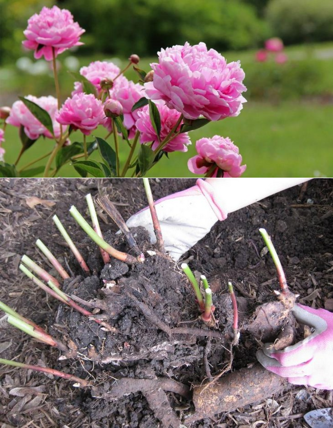 Что делать с пионами после цветения – обрезка и уход | в цветнике (огород.ru)