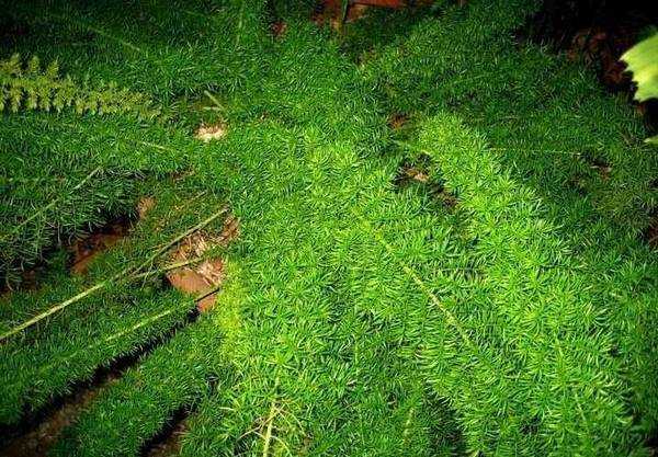 Аспарагус садовый и дикий — как зимует съедобный аспарагус