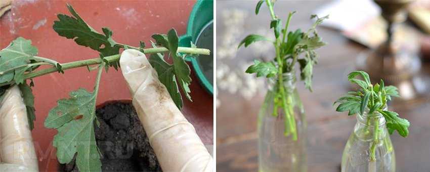 Как правильно размножать хризантемы осенью