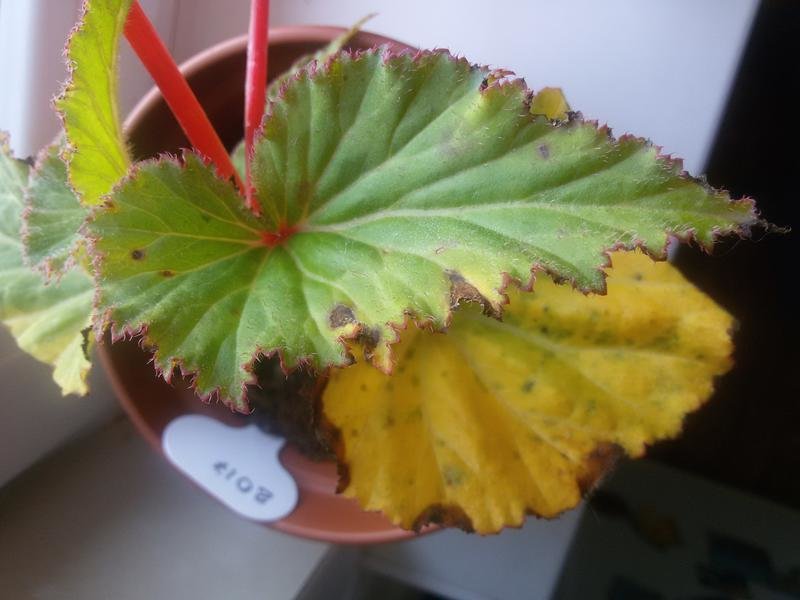 Почему сохнут кончики листьев у комнатных растений и как с этим бороться