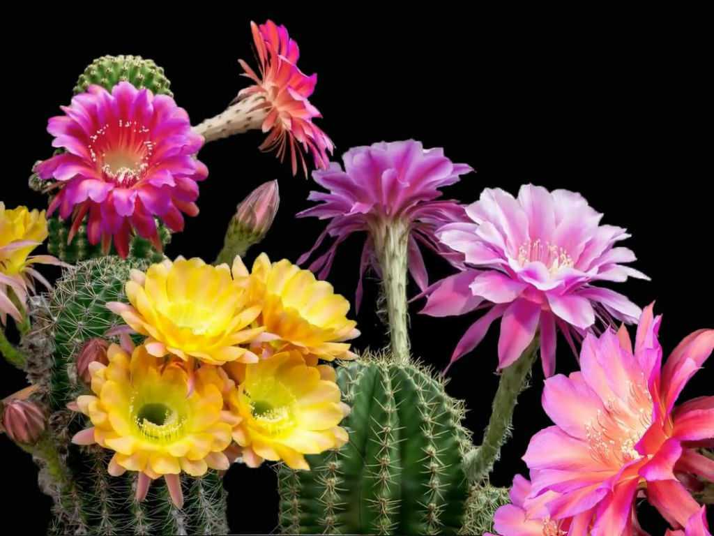 Виды и разновидности домашних кактусов с фото — названия, описания, уход