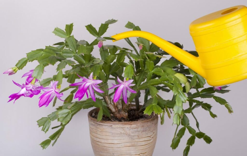 Как посадить декабрист? как правильно рассаживать отростки и листочки? посадка и уход за цветком шлюмбергера в домашних условиях