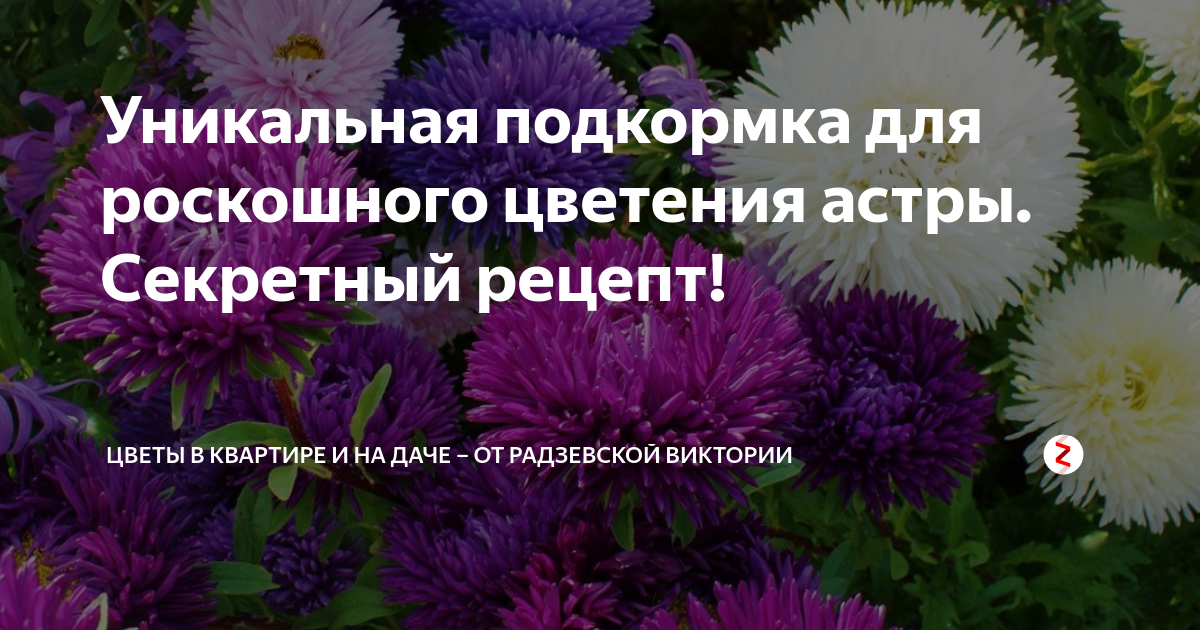 Чем подкормить астры в июле. Удобрения для астр. Чем подкормить рассаду астр. Чем подкормить астры для обильного цветения. Подкормка астр в открытом грунте перед цветением.