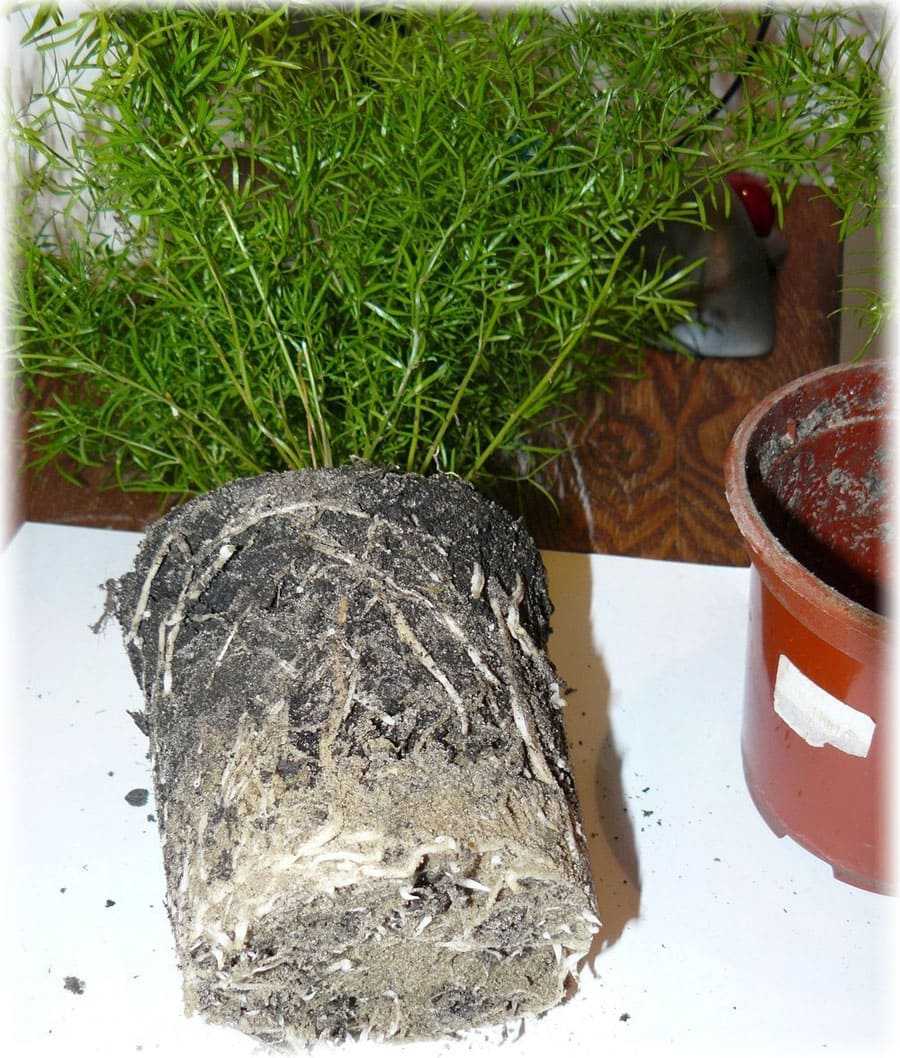 Аспарагус шпренгера (24 фото): уход в домашних условиях, правила выращивания аспарагуса из семян. обрезка густоцветкового аспарагуса и способы его размножения