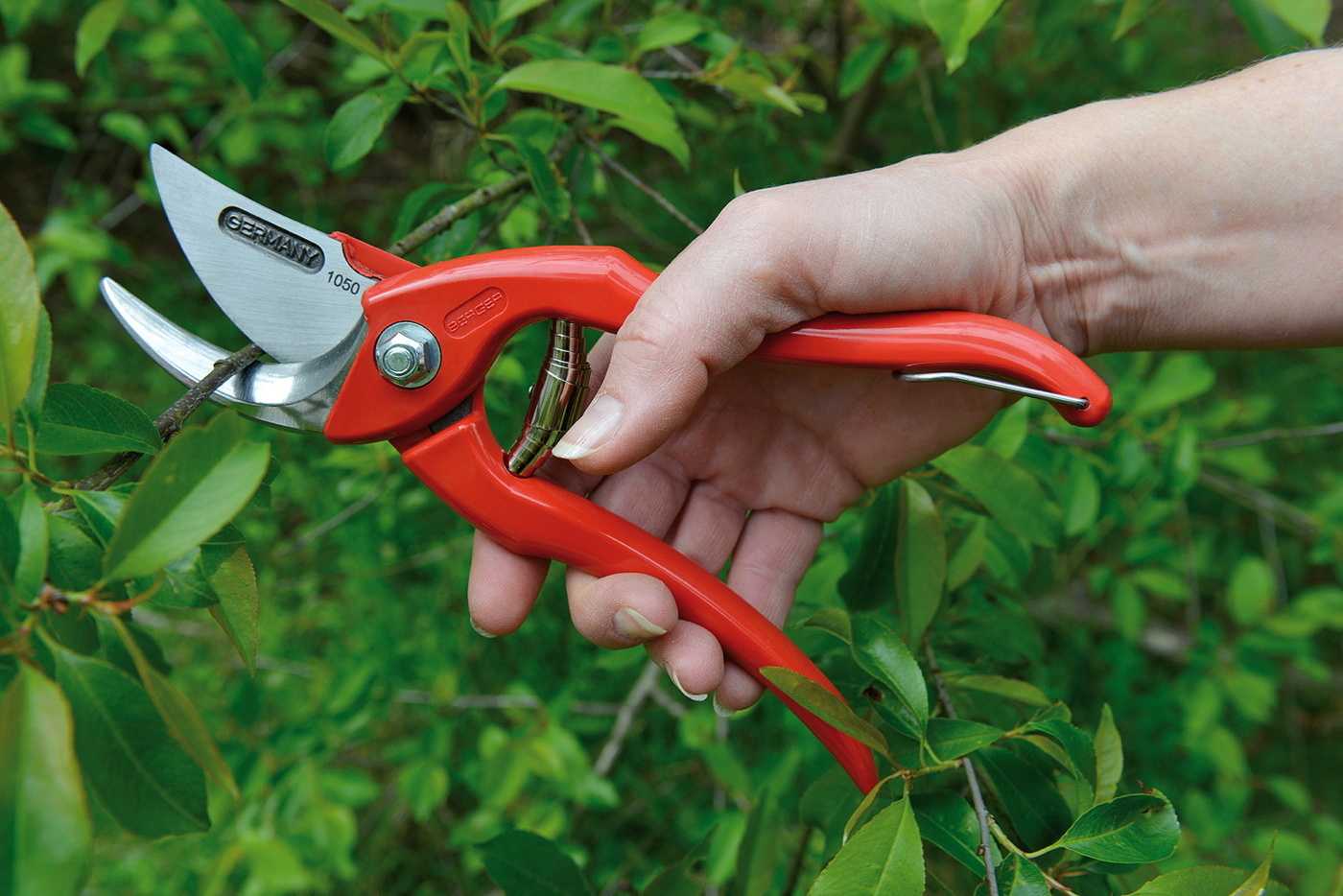 Обрезка сада – какие инструменты нужны? | дела огородные (огород.ru)