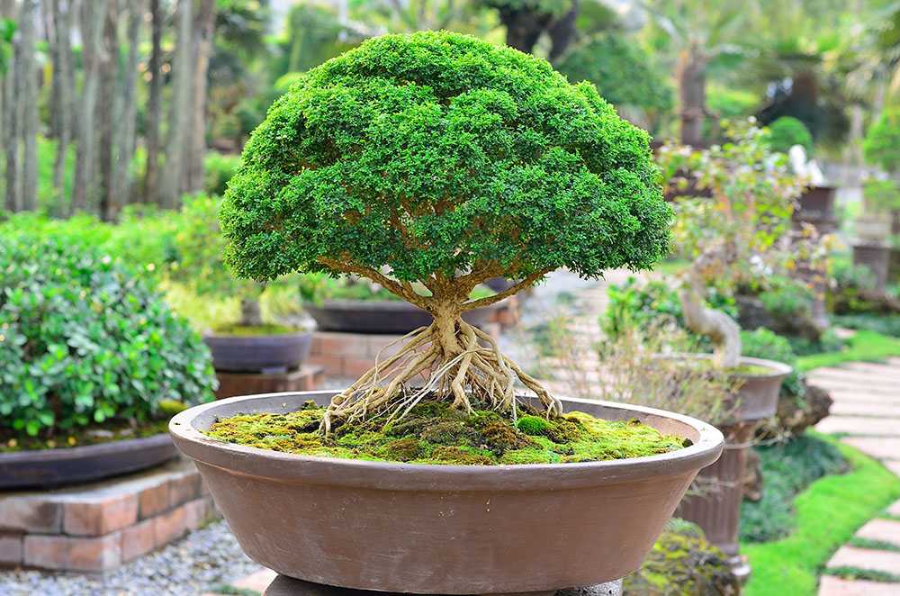 Техника "бонсай" - как вырастить миниатюрное деревце?