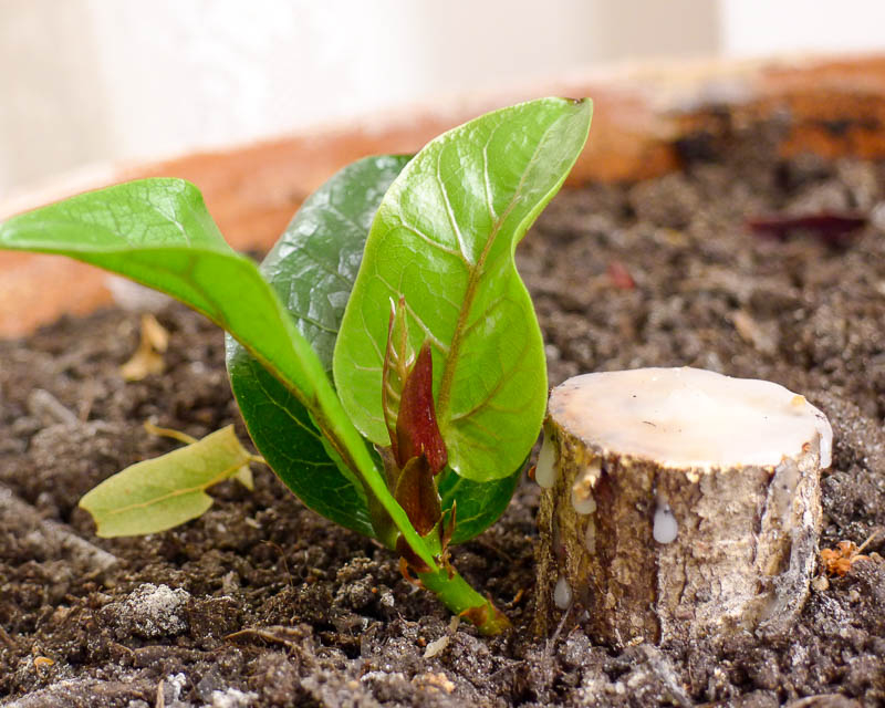 Как посадить фикус в домашних условиях — отростком, листом.