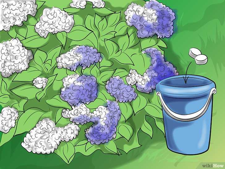 Полив гортензии: как часто поливать в саду, можно ли использовать марганцовку