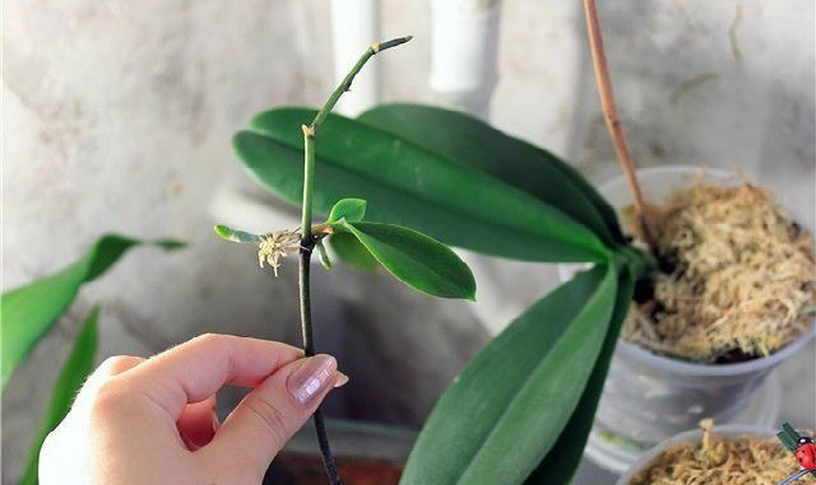 Как размножить орхидею через цветонос в домашних условиях: плюсы и минусы, а также основные правила этого метода разведения, пошаговая инструкция по процедуре