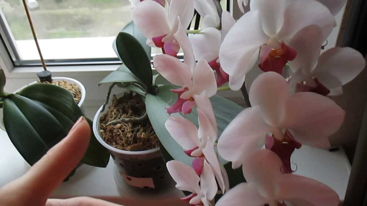 Как продлить цветение орхидеи? особенности ухода за растением
