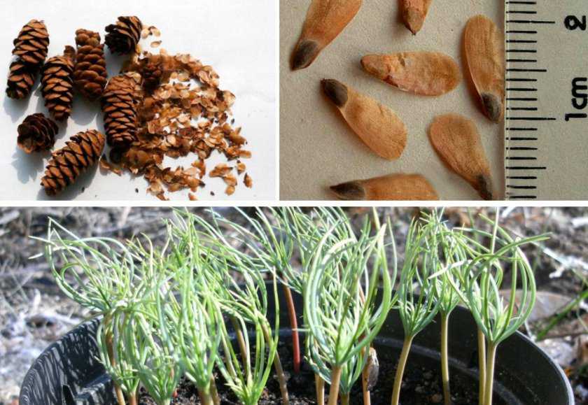 Как вырастить ель из семян: размножение обычных, голубых и др. елей дома из шишки