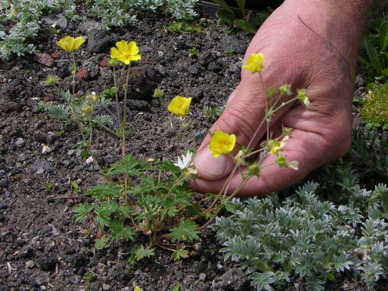 Агротехника выращивания лапчатки травянистой в открытом грунте: как ухаживать, удобрять