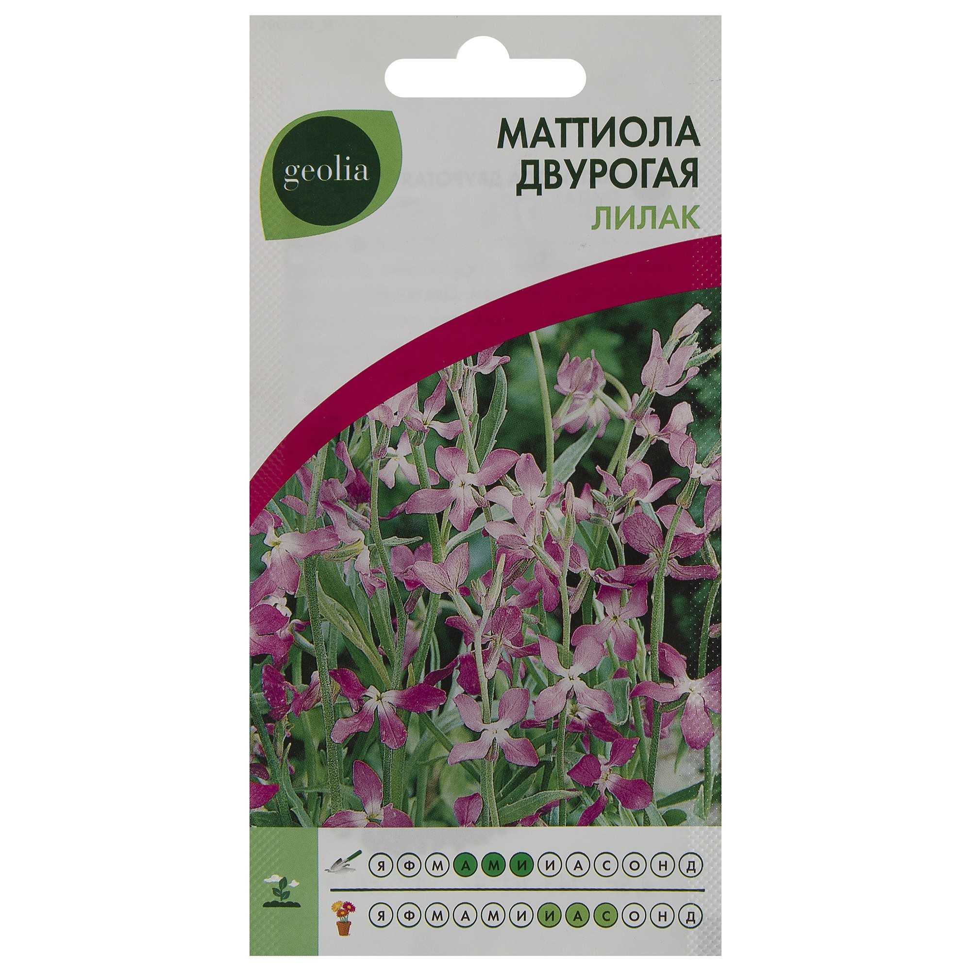 Маттиола — изящный цветок для красивого оформления ландшафта (128 фото)