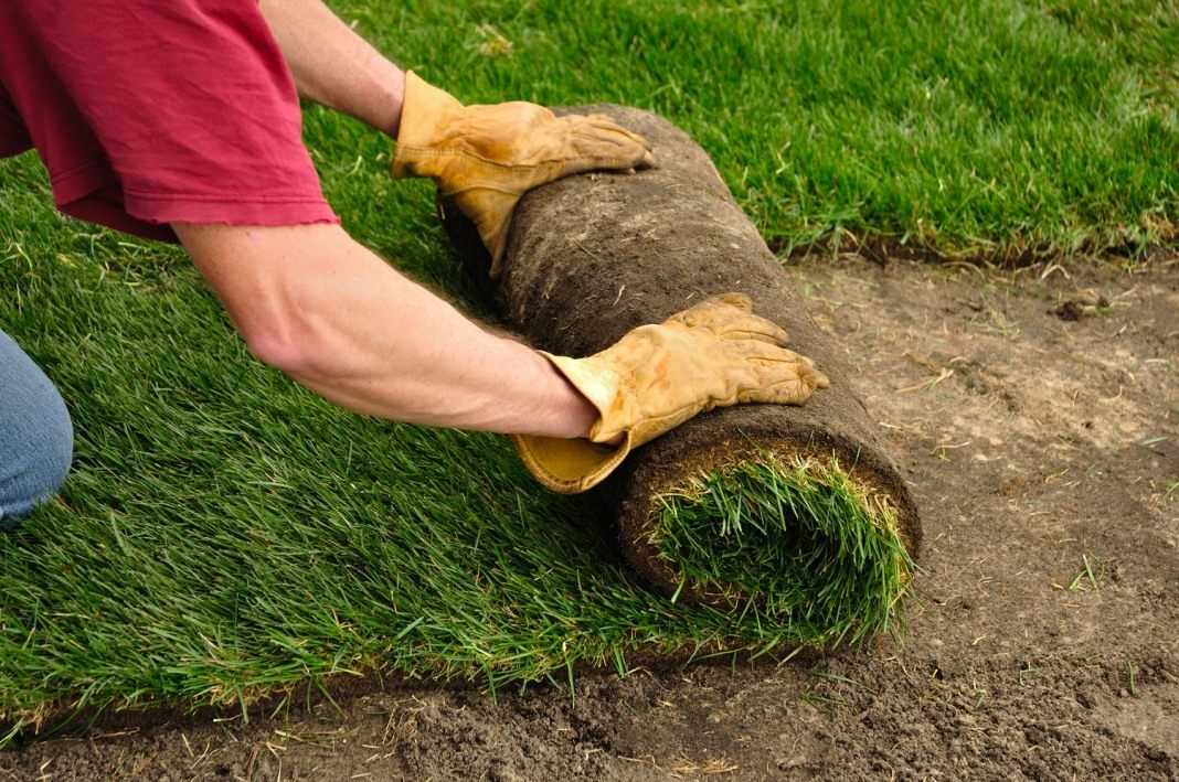 Как подсеять газон в проплешины: досеиваем траву правильно