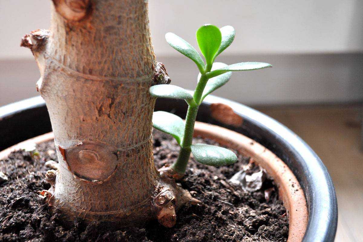 Как рассадить денежное дерево в домашних условиях? грунт и горшок для денежного дерева - sadovnikam.ru