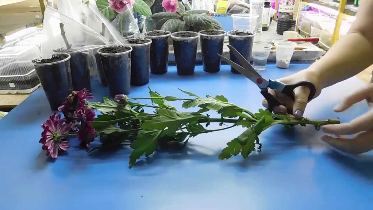 Размножение хризантем черенками из букета