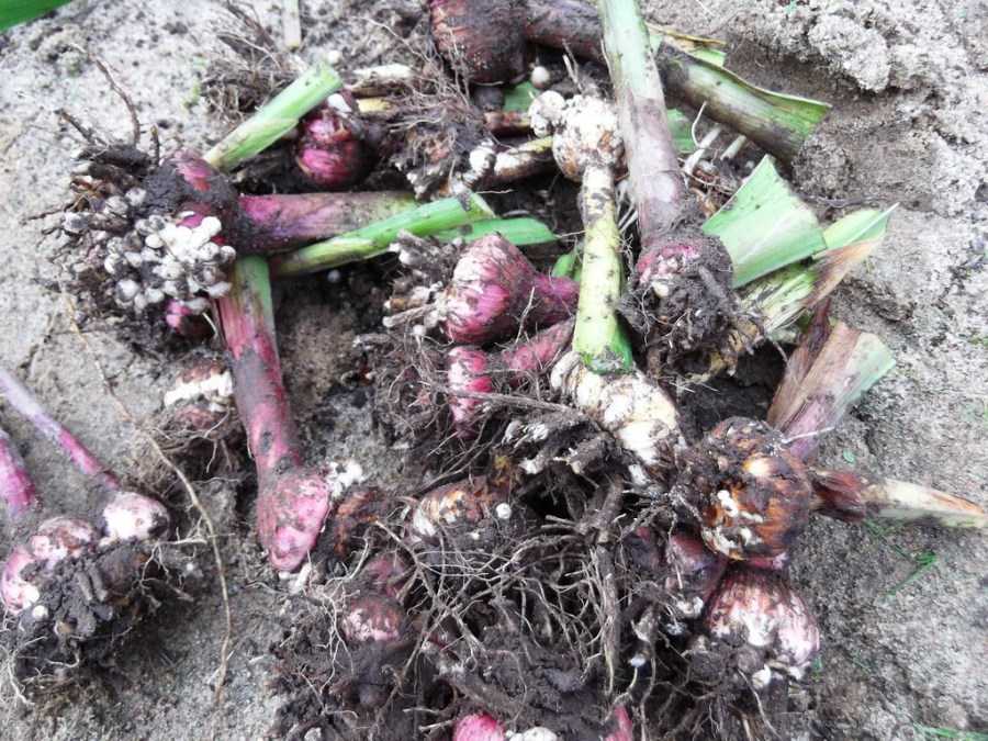 Гладиолусы: когда выкапывать и как хранить луковицы