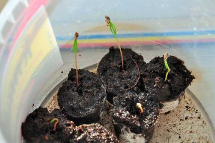 Что необходимо для того чтобы вырастить ель. как вырастить голубую ель: обзор технологии выращивания из семян и черенкованием
