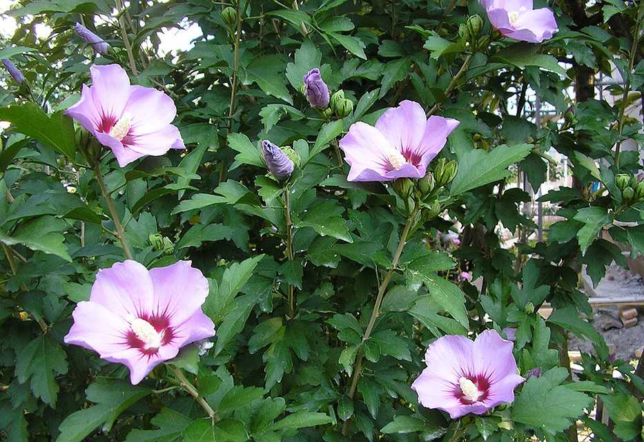 Гибискус (hibiscus) – комнатный цветок