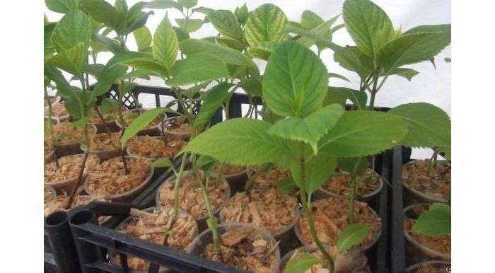 Как вырастить гортензию из семян: посадка и уход в саду, в домашних условиях