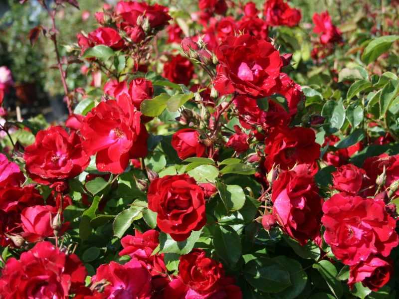 Канадские розы: описание сорта
