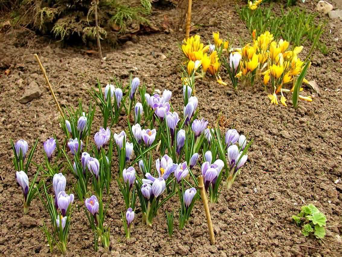 Крокус - фото цветка, посадка и уход в открытом грунте и дома, в горшке, описание видов растения