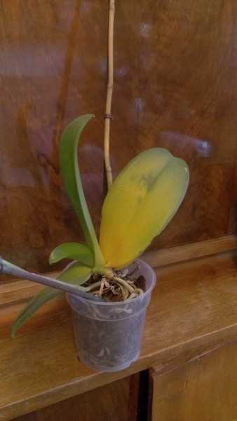 Узнайте, почему у орхидеи фаленопсис вянут листья и что делать?