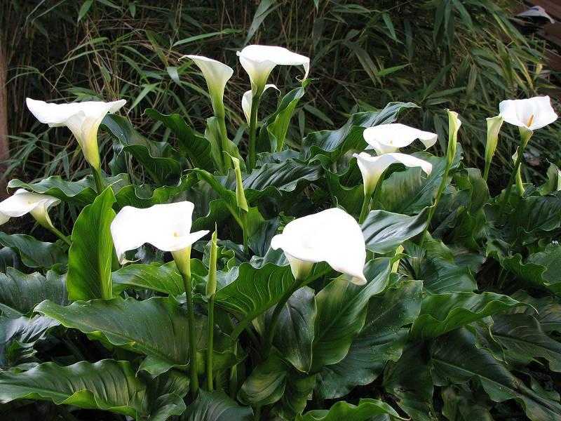 Белые каллы на фото и эти цветы в саду: уход и выращивание каллы