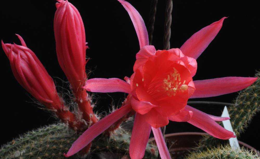 Этот неподражаемый «апорокактус» (дизокактус): виды и фото растения