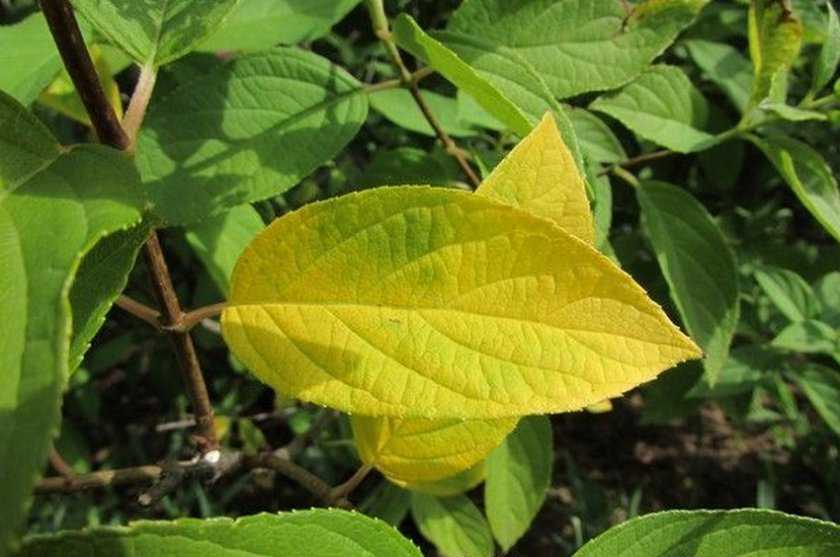 Почему листва садовых и комнатных гортензий желтеет и сохнет: что делать
