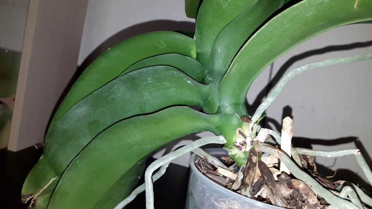 Почему не цветет орхидея в домашних условиях: советы и методы решения проблемы