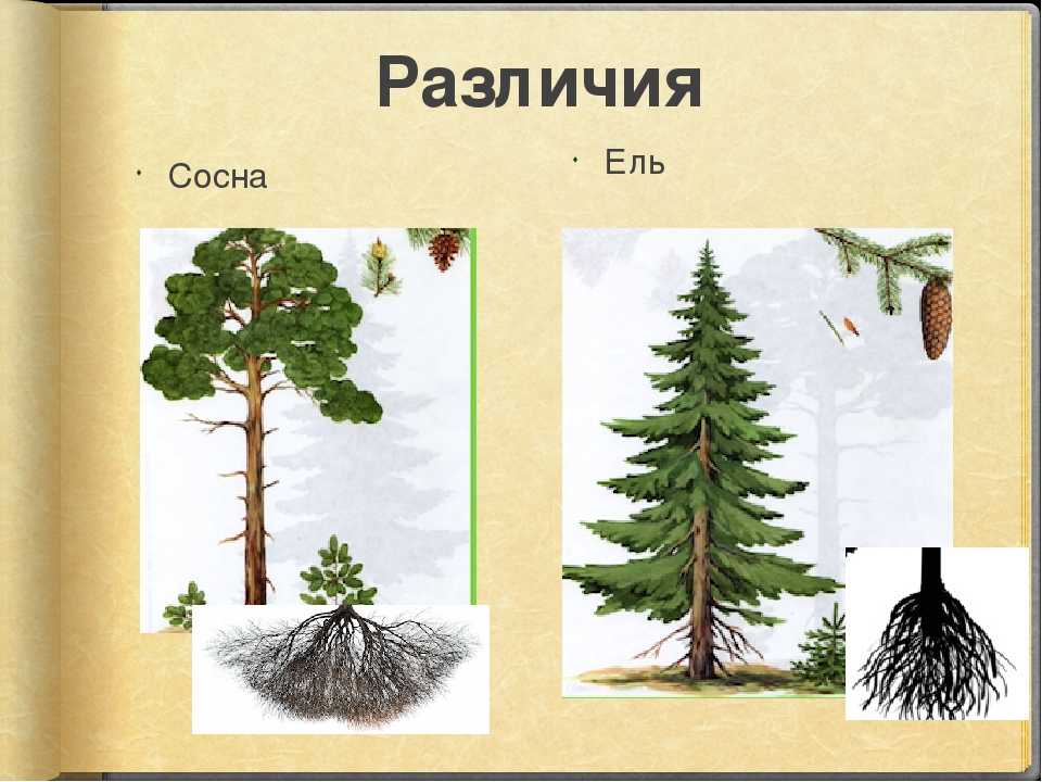 Хвойный корень. Сосна ель елка отличие. Ель обыкновенная корневая система. Корневая система сосны и ели. Различие сосны и ели.