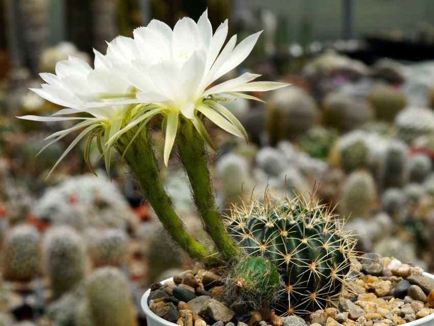 Домашний цветок эхинопсис: фото цветущих кактусов, названия видов, уход в домашних условиях