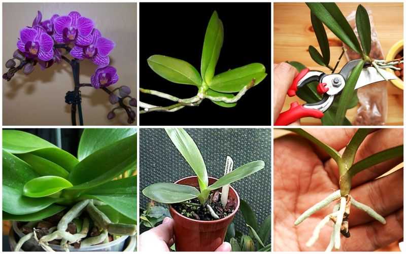 Размножение орхидеи в домашних условиях, все тонкости для новичков