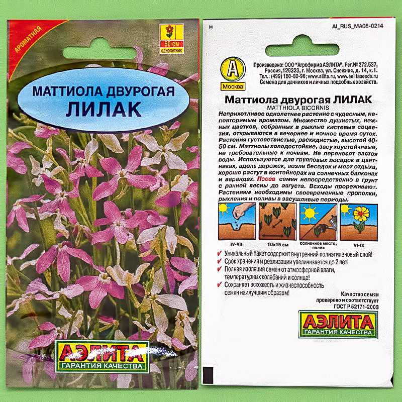 Маттиола – выращивание из семян